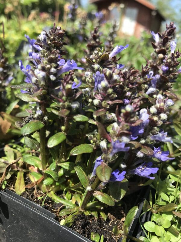 6 x Ajuga reptans 'Valfredda' - Zenegroen - P9 Pot (9 x 9cm) - Dima Vaste Planten