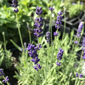 6 x Lavandula ang. 'Hidcote' - Lavendel - P9 Pot (9 x 9cm) - Dima Vaste Planten