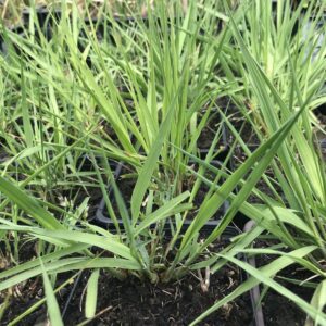 6 x Molinia caerulea 'Heidebraut' - Pijpenstrootje - P9 Pot (9 x 9cm) - Dima Vaste Planten
