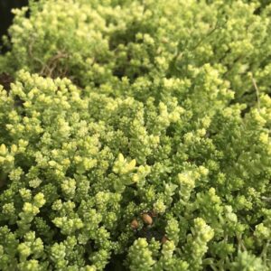 6 x Sedum acre 'Yellow Queen' - Vetkruid - P9 Pot (9 x 9cm) - Dima Vaste Planten