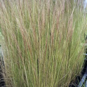 6 x Stipa tenuissima 'Ponytails' - Vedergras - P9 Pot (9 x 9cm) - Dima Vaste Planten