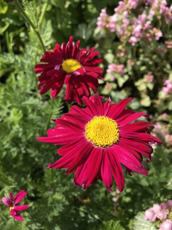 6 x Tanacetum 'Robinsons's Red' - Moederkruid, Boerenwormkruid - P9 Pot (9 x 9cm) - Dima Vaste Planten