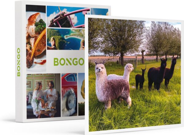 Bongo Bon - ACTIVITEITEN MET ALPACA'S IN ZEELAND: MEET & FEED, FILM EN SPEL VOOR 4 - Cadeaukaart cadeau voor man of vrouw