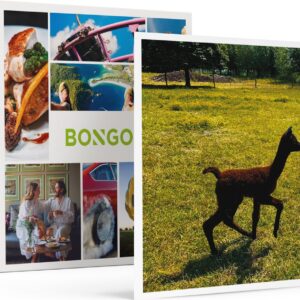 Bongo Bon - DAGJE UIT MET ALPACA'S IN ZEELAND: MEET & FEED, SPEL EN FILM VOOR 2 - Cadeaukaart cadeau voor man of vrouw
