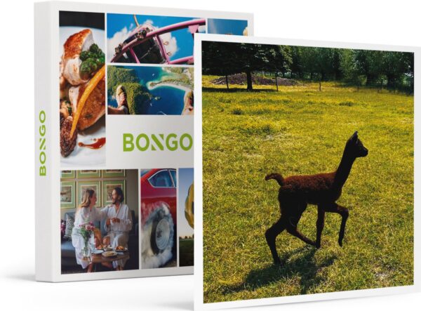 Bongo Bon - DAGJE UIT MET ALPACA'S IN ZEELAND: MEET & FEED, SPEL EN FILM VOOR 2 - Cadeaukaart cadeau voor man of vrouw