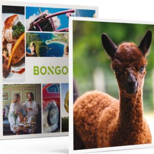 Bongo Bon - PRET MET ALPACA'S IN ZEELAND: ALPACA-GOLF EN EEN FILM VOOR 3 - Cadeaukaart cadeau voor man of vrouw
