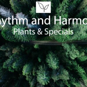 CBD oil 10% 10ml - Full Spectrum - Rhythm and Harmony - Plants and Specials