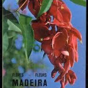 Madeira planten en bloemen