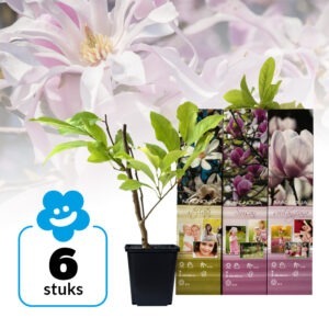 Magnolia Plantenmix - Set van 6 - Susan, Soulangeana, Stellata