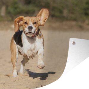 Muurdecoratie Beagle loopt door het zand - 180x120 cm - Tuinposter - Tuindoek - Buitenposter