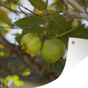 Muurdecoratie Close-up van guaveboom en de guave vruchten - 180x120 cm - Tuinposter - Tuindoek - Buitenposter