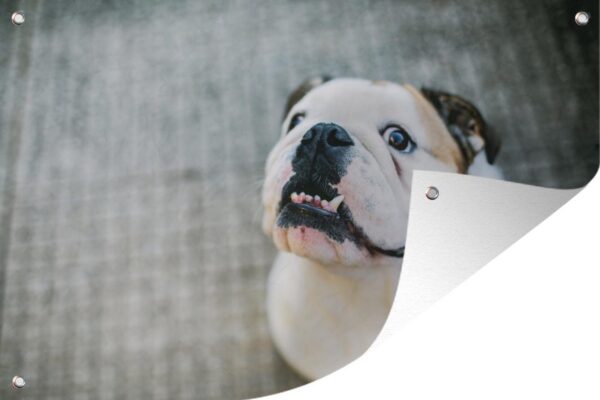 Muurdecoratie Hond - Bulldog - Wit - 180x120 cm - Tuinposter - Tuindoek - Buitenposter