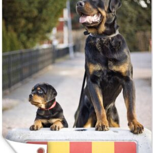 Muurdecoratie Rottweiler-puppy naast een volwassen rottweiler - 120x180 cm - Tuinposter - Tuindoek - Buitenposter