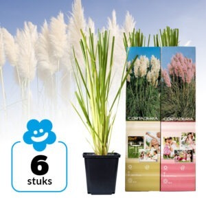 Pampasgras Wit & Roze - Set van 6 vaste planten met pluim