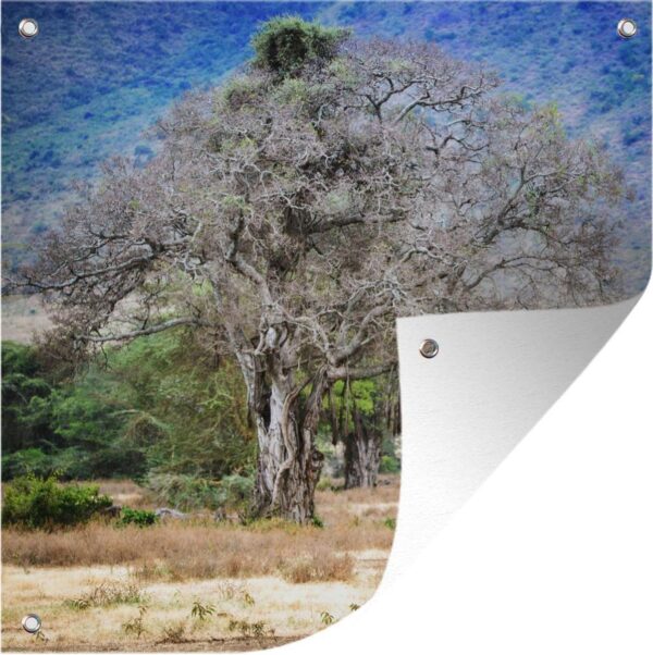 Tuin poster Een mooie foto van een baobabboom die in de Ngorongoro krater te vinden is - 200x200 cm - Tuindoek - Buitenposter