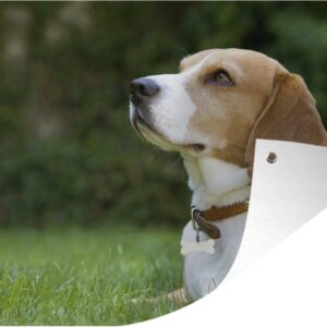 Tuindecoratie Een beagle die op het groene gras ligt - 60x40 cm - Tuinposter - Tuindoek - Buitenposter
