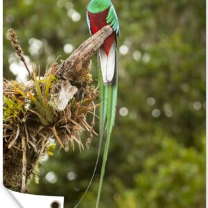 Tuindecoratie Quetzal rust op een bemoste tak in Costa Rica - 40x60 cm - Tuinposter - Tuindoek - Buitenposter