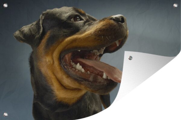 Tuindecoratie Rottweiler met de tong uit de mond - 60x40 cm - Tuinposter - Tuindoek - Buitenposter