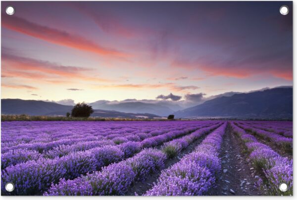 Tuindecoratie Zonsondergang boven lavendels - 60x40 cm - Tuinposter - Tuindoek - Buitenposter