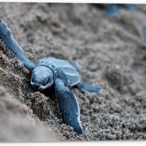 Tuinposter - Baby Schildpadden in het Zand - 60x40 cm Foto op Tuinposter (wanddecoratie voor buiten en binnen)