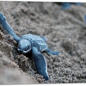 Tuinposter - Baby Schildpadden in het Zand - 90x60 cm Foto op Tuinposter (wanddecoratie voor buiten en binnen)