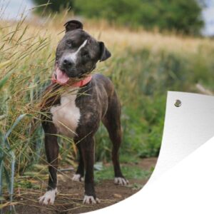 Tuinposter Een Staffordshire Bull Terrier in het hoge gras - 190x120 cm - Wanddecoratie Buiten - Tuinposter - Tuindoek - Schuttingposter - Tuinschilderij