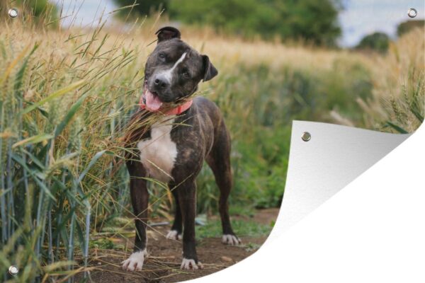 Tuinposter Een Staffordshire Bull Terrier in het hoge gras - 190x120 cm - Wanddecoratie Buiten - Tuinposter - Tuindoek - Schuttingposter - Tuinschilderij