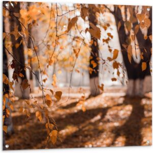 Tuinposter - Herfstbladeren aan Tak Hangend in Bos met Zonnestralen - 100x100 cm Foto op Tuinposter (wanddecoratie voor buiten en binnen)