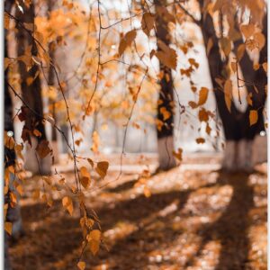 Tuinposter - Herfstbladeren aan Tak Hangend in Bos met Zonnestralen - 100x150 cm Foto op Tuinposter (wanddecoratie voor buiten en binnen)