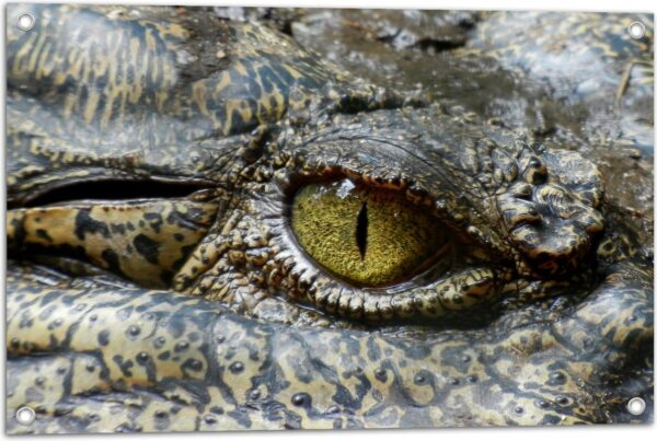 Tuinposter - Oog van een Krokodil - 75x50 cm Foto op Tuinposter (wanddecoratie voor buiten en binnen)