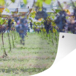 Tuinposter - Tuindoek - Tuinposters buiten - Paarse druif trossen in zonovergoten wijngaard - 120x80 cm - Tuin