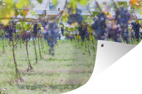 Tuinposter - Tuindoek - Tuinposters buiten - Paarse druif trossen in zonovergoten wijngaard - 120x80 cm - Tuin