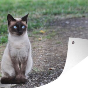 Tuinposter - Tuindoek - Tuinposters buiten - Siamese kat zit op een pad - 120x80 cm - Tuin