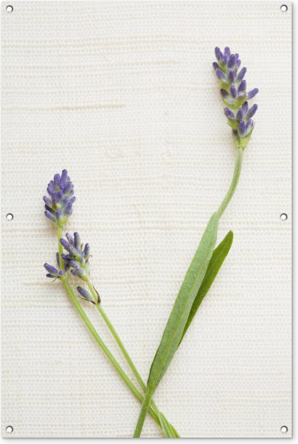 Tuinposter - Tuindoek - Tuinposters buiten - Studio shot van lavendel - 80x120 cm - Tuin