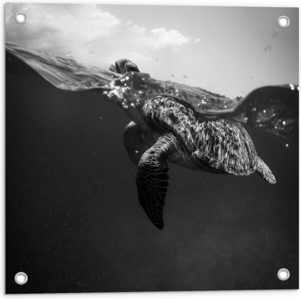 Tuinposter - Zeeschildpad aan het Wateroppervlak (Zwart- wit) - 50x50 cm Foto op Tuinposter (wanddecoratie voor buiten en binnen)