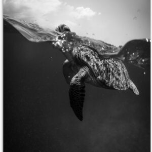 Tuinposter - Zeeschildpad aan het Wateroppervlak (Zwart- wit) - 60x80 cm Foto op Tuinposter (wanddecoratie voor buiten en binnen)