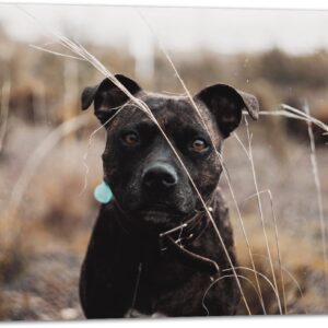 Tuinposter - Zwarte Hond tussen Droge Grassen - 105x70 cm Foto op Tuinposter (wanddecoratie voor buiten en binnen)