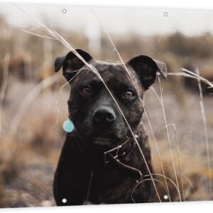 Tuinposter - Zwarte Hond tussen Droge Grassen - 150x100 cm Foto op Tuinposter (wanddecoratie voor buiten en binnen)