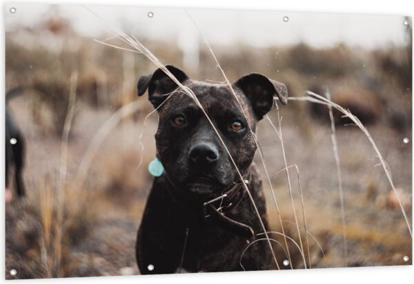 Tuinposter - Zwarte Hond tussen Droge Grassen - 150x100 cm Foto op Tuinposter (wanddecoratie voor buiten en binnen)