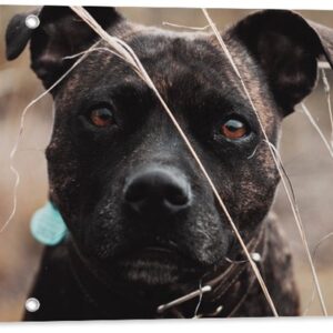Tuinposter - Zwarte Hond tussen Droge Grassen - 150x50 cm Foto op Tuinposter (wanddecoratie voor buiten en binnen)