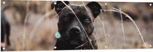 Tuinposter - Zwarte Hond tussen Droge Grassen - 150x50 cm Foto op Tuinposter (wanddecoratie voor buiten en binnen)