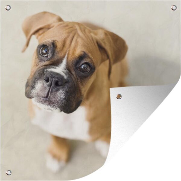 Tuinposters Boxer pup kijkt omhoog in de camera - 50x50 cm - Tuindoek - Buitenposter