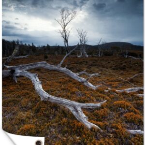 Tuinposters buiten Boom Cradle Mountain Nationaal Park Tasmanië - 60x90 cm - Tuindoek - Buitenposter
