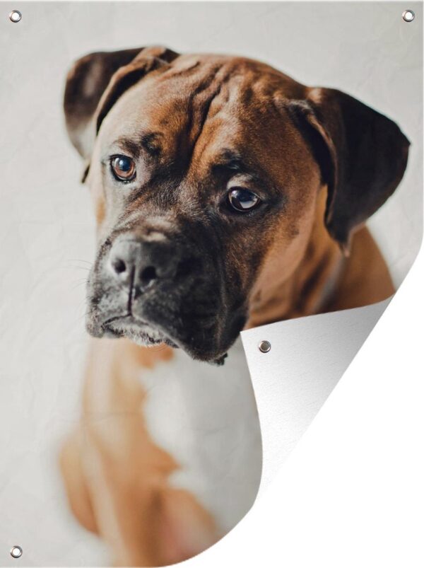 Tuinschilderij Een Boxer die droevig kijkt - 60x80 cm - Tuinposter - Tuindoek - Buitenposter