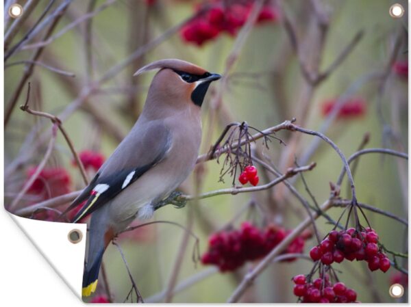 Tuinschilderij Pestvogel in een bessenstruik - 80x60 cm - Tuinposter - Tuindoek - Buitenposter