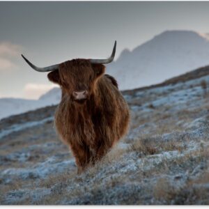 Tuinschilderij Schotse hooglander - Landschap - Schotland - 80x60 cm - Tuinposter - Tuindoek - Buitenposter