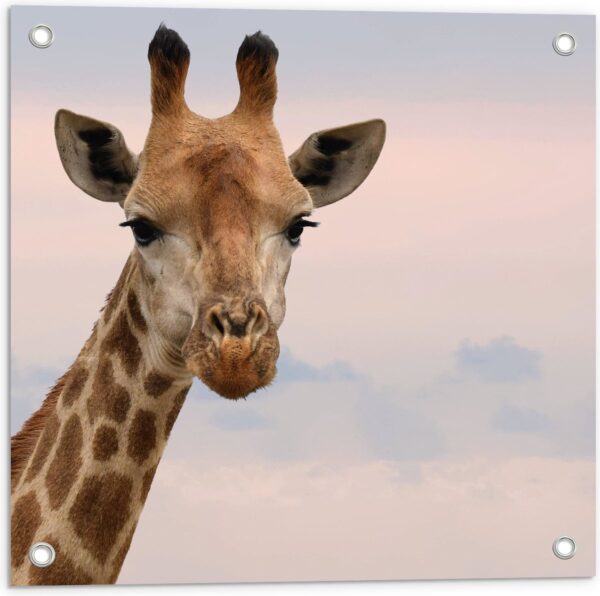 WallClassics - Tuinposter - Kop van Aankijkende Giraffe - 50x50 cm Foto op Tuinposter (wanddecoratie voor buiten en binnen)
