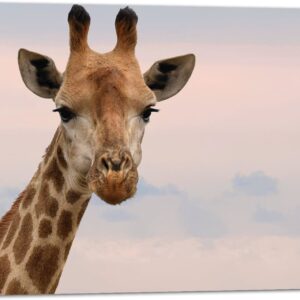 WallClassics - Tuinposter - Kop van Aankijkende Giraffe - 80x60 cm Foto op Tuinposter (wanddecoratie voor buiten en binnen)