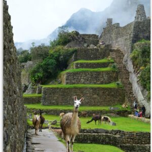 WallClassics - Tuinposter - Lama's lopend door Groene Oude Muren - 60x90 cm Foto op Tuinposter (wanddecoratie voor buiten en binnen)